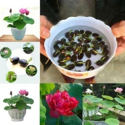 Varieties of Flower Seeds (Pack of 100) And Get Plant Growth Supplement *Free*